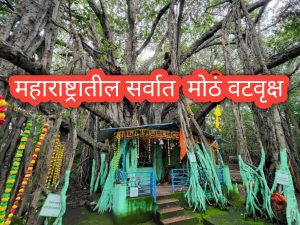 "Aerial roots and sprawling canopy of the Pemgiri Banyan Tree Sangamner in Maharashtra"