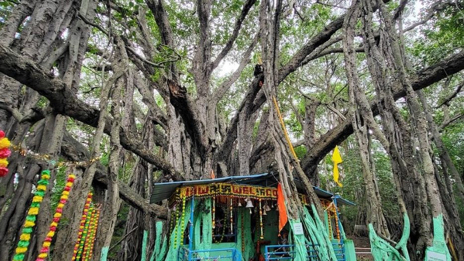 Discover the Pemgiri Banyan Tree Sangamner, one of India’s largest banyan trees. Explore its history, legends, village life, and travel guide.